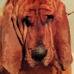 Ty Segall – Goodbye Bread